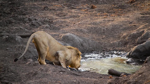 非洲南部克鲁格国家公园里的非洲狮子29秒视频