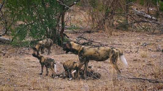 非洲南部Kruger国家公园的非洲野狗视频