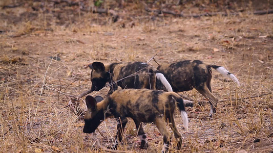 非洲南部Kruger国家公园的非洲野狗视频