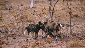 非洲南部国家公园的非洲野狗32秒视频