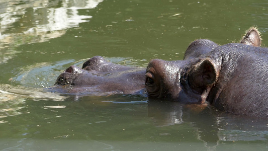一个棕褐色的大河马游在一个池塘里快乐地在夏天以慢动作视频