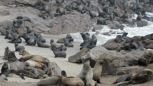 世界上最大的海豹聚居地之一的毛海豹视频