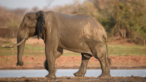 野外的非洲大象10秒视频