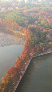 航拍城市公园秋天景观湖景绿道风景素材城市素材视频