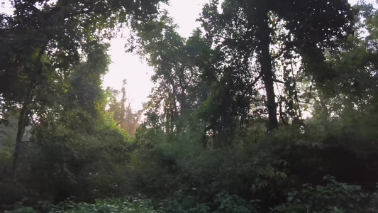 原始雨林驾车行驶视频