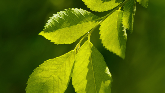 树木绿植物春天夏天绿色生机勃勃视频