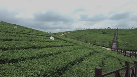 茶山采茶视频