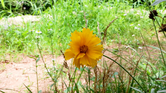 夏季盛开的黄色花朵野菊花大花金鸡菊[卧虎]视频