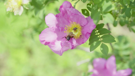 刺梨开花视频