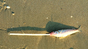 鱼死了嘴里有塑料管将废物倒入动物废物中破坏环境概念18秒视频