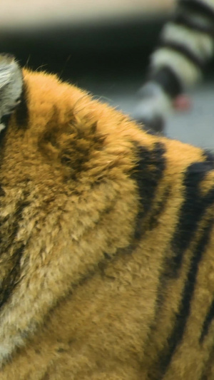 老虎肉食动物17秒视频