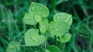 高清立春雨水雨滴拍打植物27秒视频