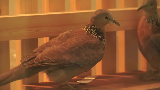 巢穴里的各种鸟类鹦鹉喜鹊鸽子视频