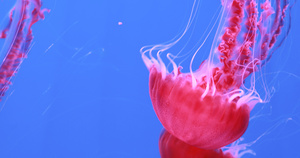 4K多角度拍摄海洋生物水母素材合集28秒视频