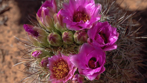 粉红的血清花朵是东乌塔阿岛这个物种中最常见和最广泛16秒视频