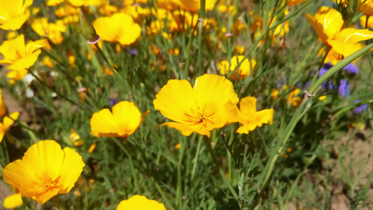 花园里的花朵在风中摇摆视频