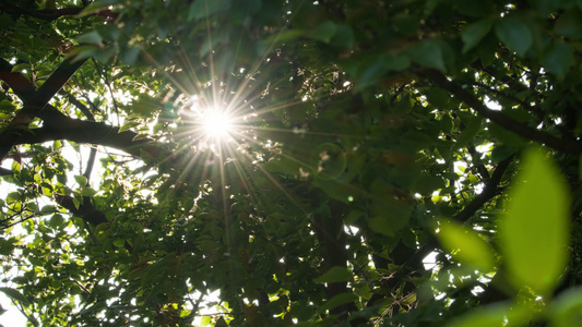 树木绿植物春天夏天绿色生机勃勃视频