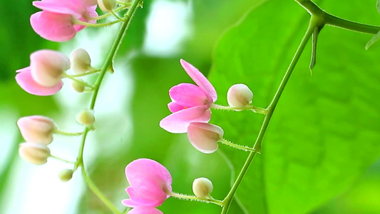 墨西哥爬行者植物有粉红色花束花花开在公园的树上视频