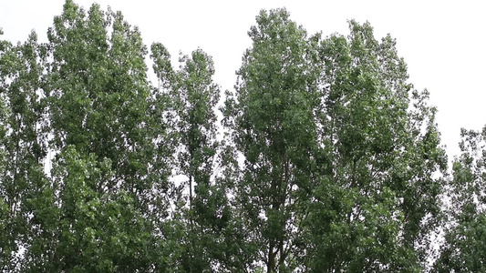 风吹动树枝灰色的天空视频