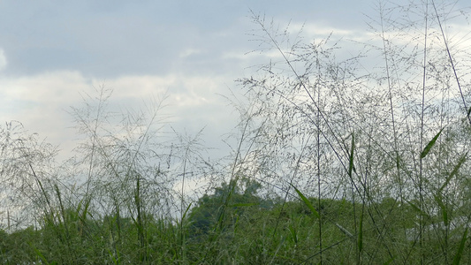 青草地视频