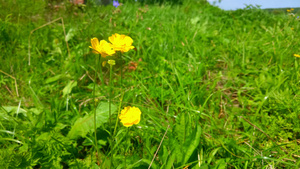 在花园阳光明媚的一天小黄花在风中摇摆13秒视频