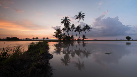 椰子种植园湿地风光视频