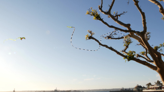 美国加利福尼亚州圣地亚哥的风筝视频