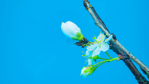春暖花开花朵绽放延时空镜头18秒视频