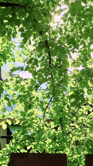 小木屋篱笆栅栏阳光透过树叶洒下来明媚的阳光15秒视频