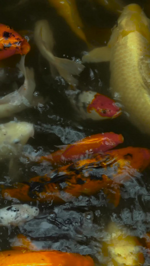 实拍鱼儿抢食素材观赏鱼55秒视频