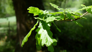 苍蝇苍蝇昆虫树叶上17秒视频