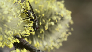 飞蝇飞在一朵小柳花上13秒视频