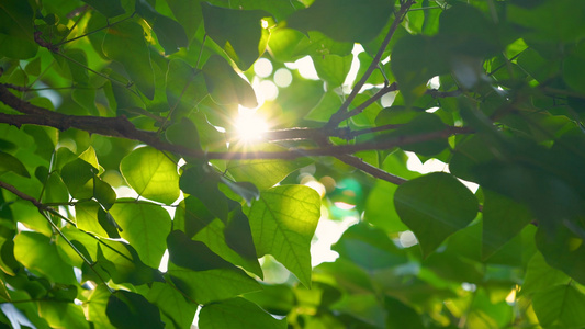 4k实拍夏日阳光透过绿色树叶空镜头视频