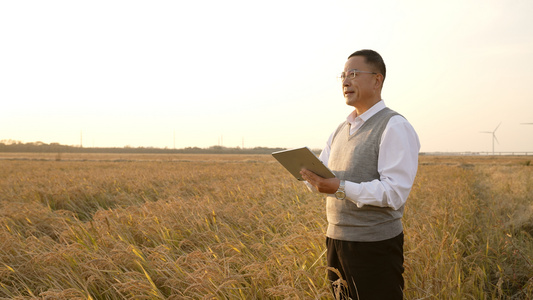 田野中查看水稻的农业专家视频