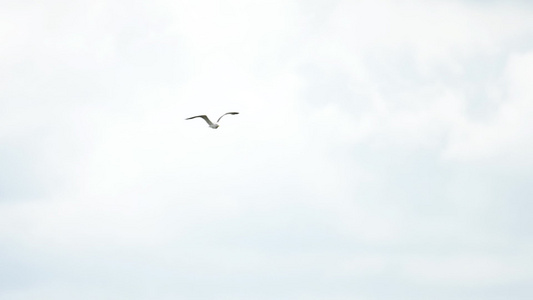 Amsterdam机场海鸥视频