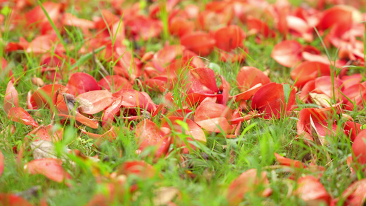 草坪上的落花实拍视频