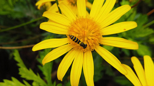 金灌木菊花上的蜜蜂13秒视频