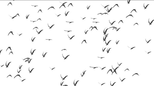 鸟鸟白色背景视频