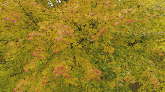 无人驾驶飞机在秋天向上飞近黄色的地图树视频