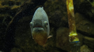 水族馆的食人鱼19秒视频