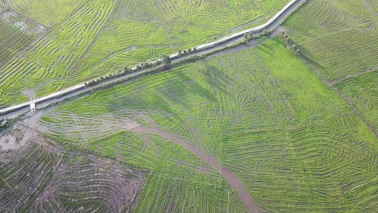 飞越稻田泥炭地的空中飞行视频