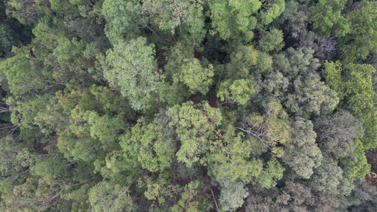 山地丛林树木航拍视频