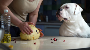 美国斗牛犬坐在厨房的桌子边看主人做饭19秒视频