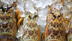 冰上的新鲜龙虾22秒视频