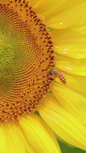 勤劳蜜蜂向着盛开向日葵充满活力的27秒视频