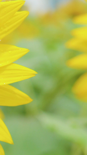 勤劳蜜蜂向着盛开向日葵充满活力的27秒视频