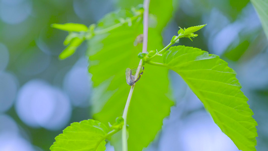 夏日里树枝上的小虫子视频