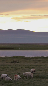 夕阳下养殖绿地上放牧羊天际线视频