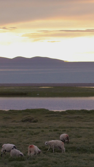 夕阳下养殖绿地上放牧羊天际线32秒视频