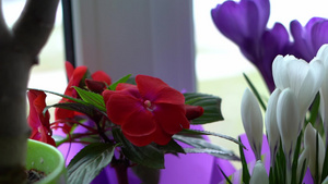 美丽的红巴萨姆花朵13秒视频